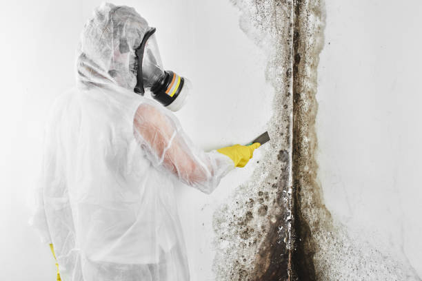 Attic Mold Removal in Yoakum, TX
