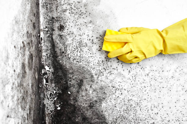 Best Residential Mold Removal  in Yoakum, TX