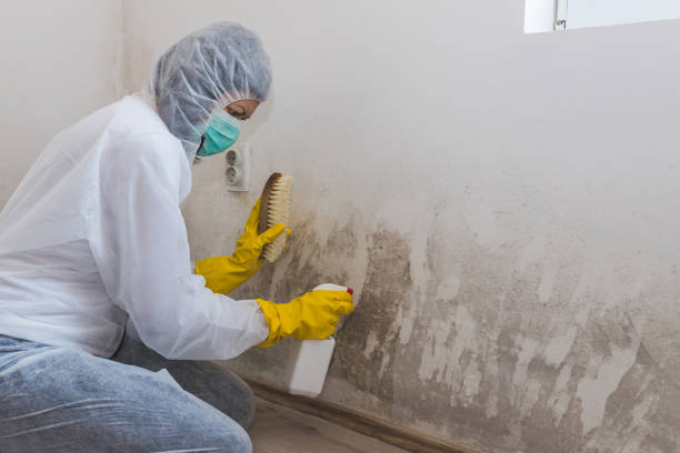 Best Toxic Mold Removal  in Yoakum, TX