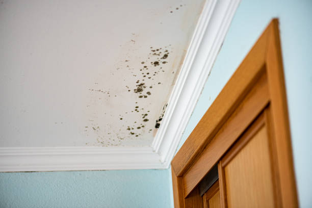 Best Mold Remediation Services  in Yoakum, TX