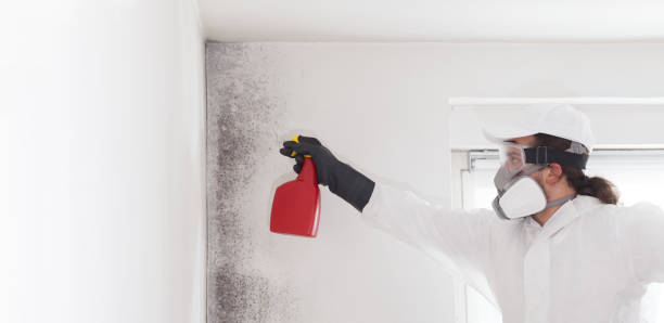 Mold Testing and Removal in Yoakum, TX