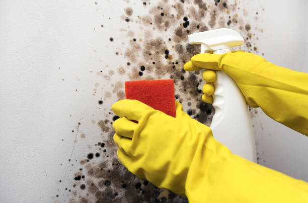Best Mold Remediation  in Yoakum, TX