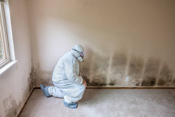 Best Same-Day Mold Removal  in Yoakum, TX