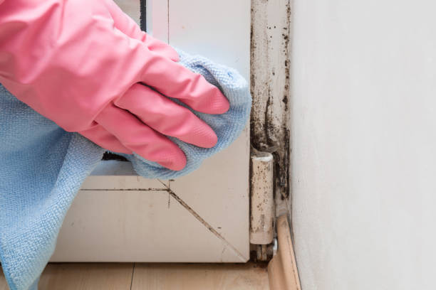 Best Mold Cleaning Services  in Yoakum, TX