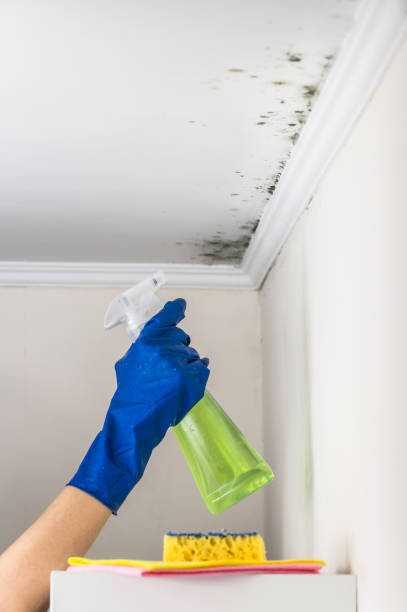 Best Emergency Mold Removal  in Yoakum, TX