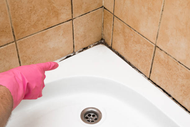 Best Fast Mold Removal  in Yoakum, TX